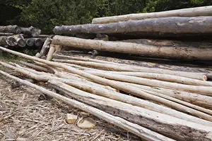 Stacked Wooden Logs Prints: Stack of Eastern white pine tree logs