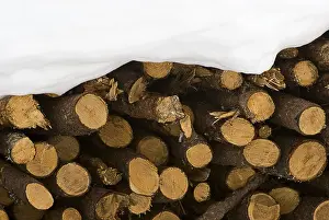 Switzerland Landscape Prints: Stack of firewood covered in snow