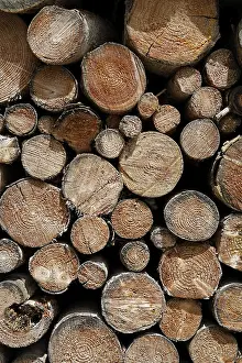 Firewood Stack Prints: Stack of wood, Bavaria, Germany
