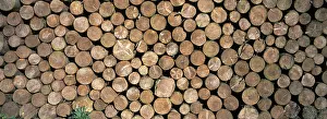 Stacked Logs Prints: Stacked logs