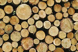 Firewood Pile Prints: Stacked tree trunks