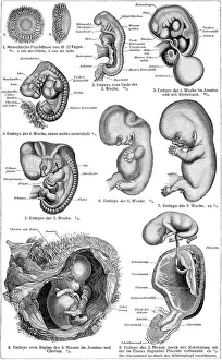 Female Reproductive System Anatomy Prints: Stages of human development in the womb