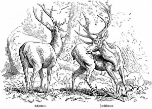 Historical Hunting Scenes Prints: Stags, Eights and Twelve in the Forest