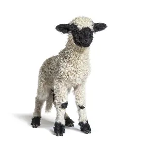 Cute Lamb Prints: Standing Lamb Blacknose sheep looking at the camera