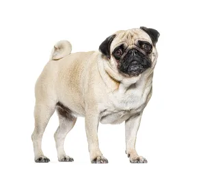Purebred Dog Studio Shot Prints: Standing Pug looking at he camera against white background