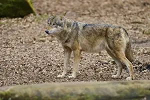 Canis Lupus Natural Habitat Prints: A standing wolf on leafy ground in alert pose