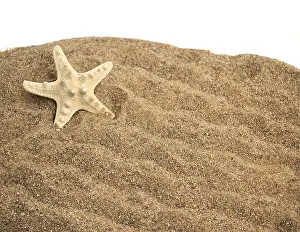 Sea Animal Pictures Prints: Starfish on a sand background