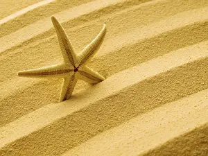 Marine Wildlife Images Prints: Starfish in sand background