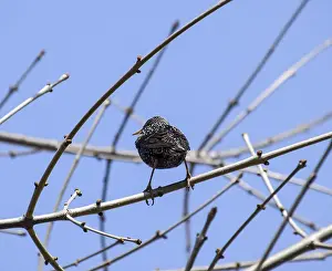 Nature Wildlife Photography Prints: Starling on the branches of a tree