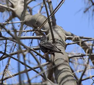 Prints of Starling on the branches of a tree. Spring in nature Related Prints: Starling on Tree Branches Print - Spring Nature Scene