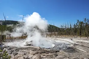 Geothermal Power USA Prints: Steaming hot spring, dead trees in the back