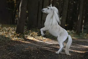 Farm Animals Prints: Steigendes Pony