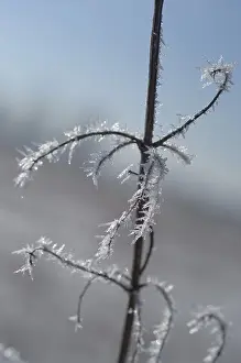 Hoarfrost Detail Prints: Stem with hoarfrost