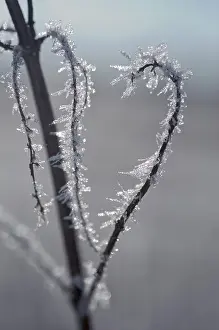 Hoar Frost On Plants Prints: Stem with hoarfrost