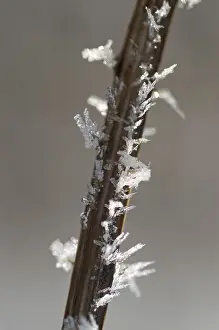 Hoarfrost Detail Prints: Stem with hoarfrost