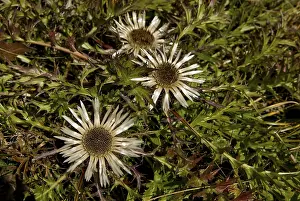 Stemless Carline Thistle Prints: Stemless - or Dwarf Carline Thistle