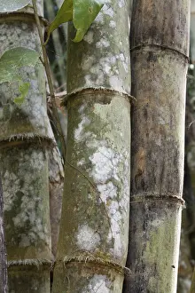 Tropical Forest Landscape Prints: Stems bamboo tree in white mildew, jungle