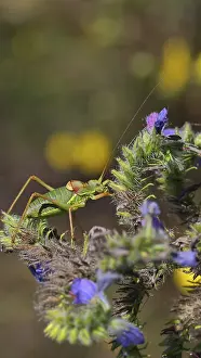 Images Dated 9th August 2024: Steppe Saddle Grasshopper Print