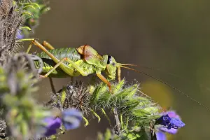 Images Dated 9th August 2024: Steppe Saddle Grasshopper Print