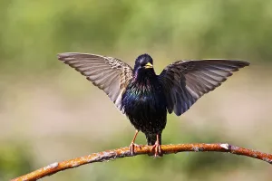 Courtship Behavior In Birds Prints: Stern