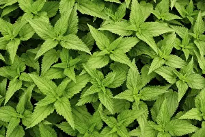 Stinging Nettle Plant Prints: Stinging-nettle