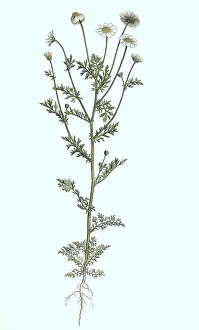 Black And White Botanical Drawing Prints: Stinking chamomile (Anthemis cotula)
