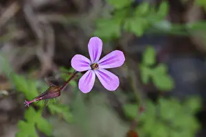 Central Europe Plants Prints: Stinking cranesbill (Geranium robertianum)