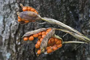 Open Air Plant Photography Prints: Stinking iris (Iris foetidissima)