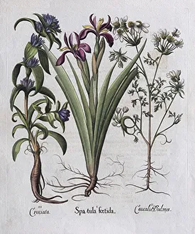Basilius Besler Engraving Prints: Stinking iris (Spatula foetida)