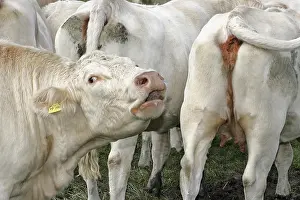 Animal Husbandry Practices Prints: It stinks