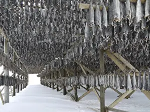 Cod Prints: Stockfish Print - A Deep-Sea Fish