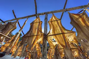 Cod Prints: Stockfish Print, Portuguese Production Method