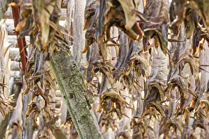 Prints of Stockfish from Cod hanging for drying an old preservation method, Lofoten, Norway Atlantic Cod Prints: Stockfish from Cod Hanging for Drying Print, Lofoten Norway