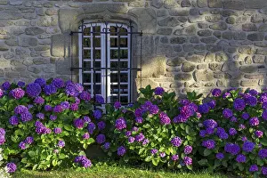 Deserted Stone Building Europe Prints: Stone house with hydrangeas, Carnac