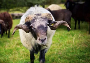 Wildlife Photography Portraits Prints: Stone sheep