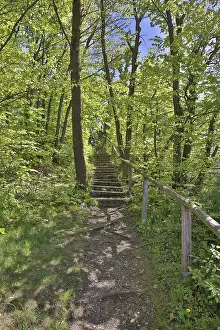 Springtime Landscape Photo Prints: Stone steps in a lime-green spring forest