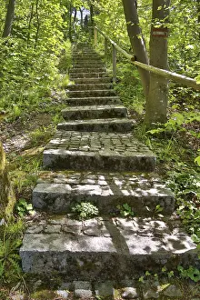 Uninhabited Woods Photography Prints: Stone steps in a lime-green spring forest