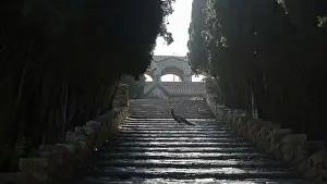 Historic City Center Greece Prints: Stone steps, surrounded by tall trees