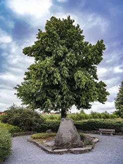 Thuringia Germany Prints: Stone under a tree at a centre point of Germany