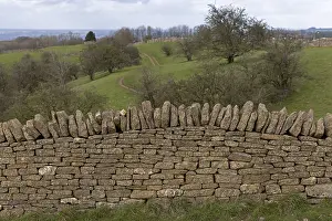 British Countryside Scene Prints: Stone wall, winter trees, meadows