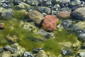 Hydrophytic Plant Detail View Prints: Stones and algae