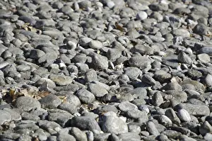 No People On The Beach Prints: Stones on the Beach