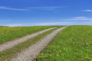 Deserted Field Road Prints: Stony field path through a spring meadow