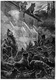 Vintage Wolf Illustration Prints: Nothing can stop the rage of the beasts
