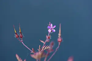 Southern Germany Flora Prints: Storchschnabel, Ruprechtskraut (Geranium robertianum)