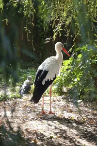 Prints of Stork Related Prints: Stork Print by imageBROKER