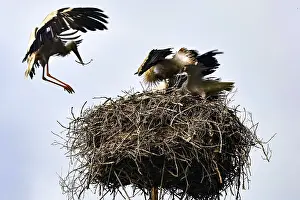 Bird Nesting Site Prints: Storks in a nest, one in flight