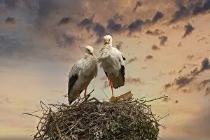 Ciconia Ciconia Habitat Prints: Two storks stand on a nest of branches in front of a dramatic sunset sky