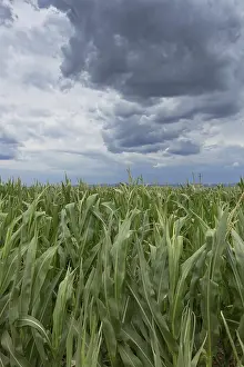 Gloomy Farmland Prints: Storm clouds over corn fields