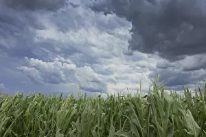 Gloomy Farmland Prints: Storm clouds over corn fields